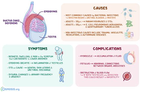 test to differentiate testicular torsion from epididymitis|doxycycline for testicular pain.